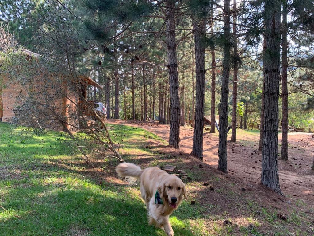 Sitio Do Tanque Chalet